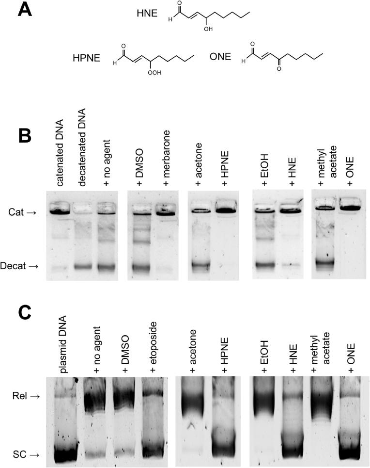 https://cdn.ncbi.nlm.nih.gov/pmc/blobs/d064/11810846/7e45d1de3822/gr2.jpg