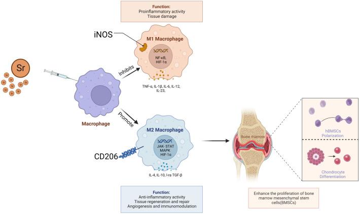 https://cdn.ncbi.nlm.nih.gov/pmc/blobs/d067/11007224/6e09b2527303/fchem-12-1367395-g003.jpg