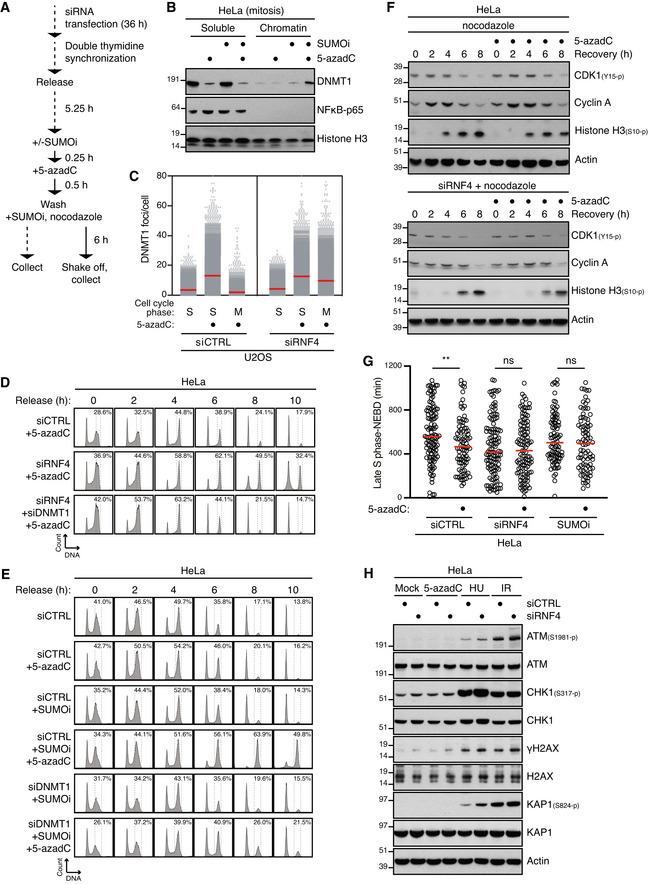 https://cdn.ncbi.nlm.nih.gov/pmc/blobs/d067/8441304/24556600f546/EMBJ-40-e107413-g011.jpg