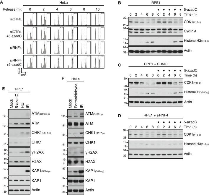 https://cdn.ncbi.nlm.nih.gov/pmc/blobs/d067/8441304/2461efd18988/EMBJ-40-e107413-g006.jpg