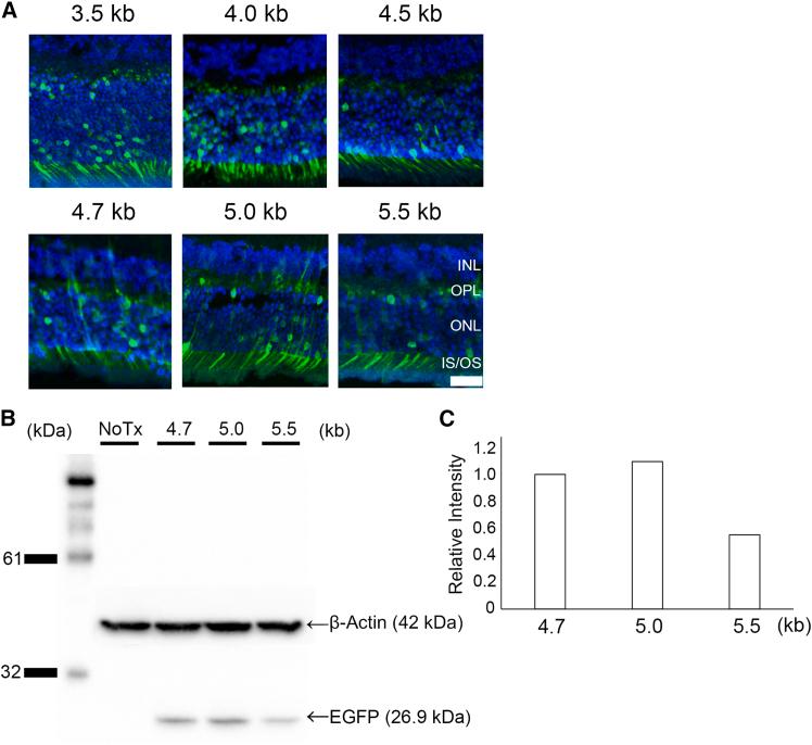 https://cdn.ncbi.nlm.nih.gov/pmc/blobs/d06c/12124628/ee2b2e38be24/gr5.jpg