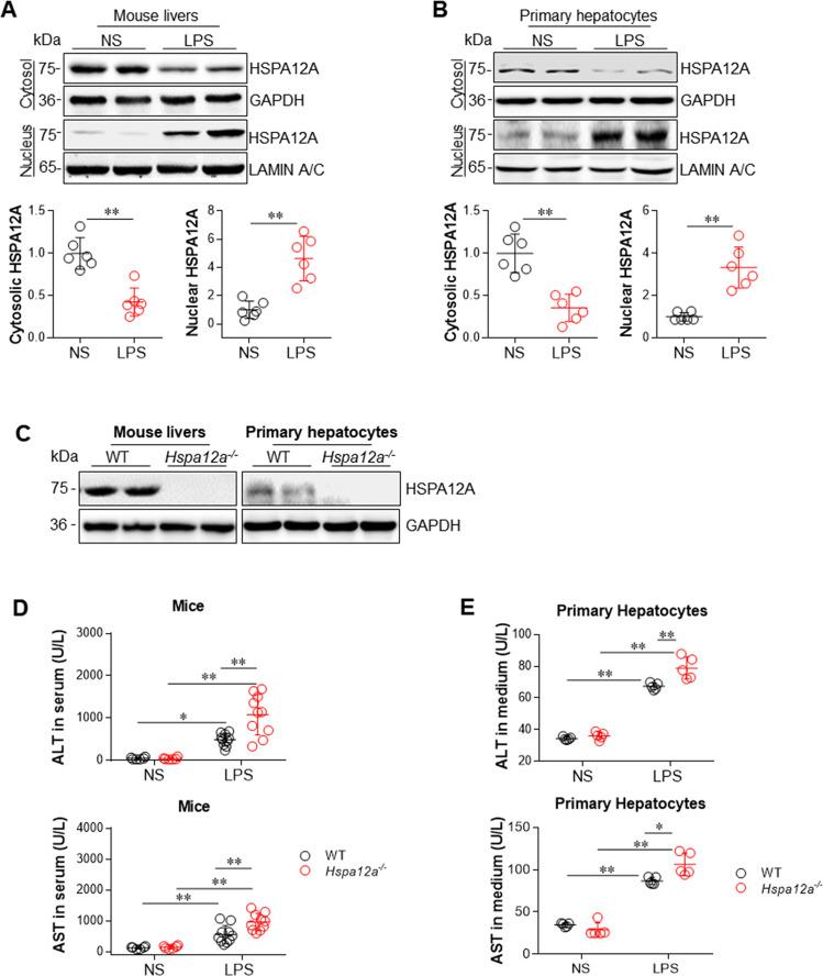 https://cdn.ncbi.nlm.nih.gov/pmc/blobs/d06d/7429872/4a8d743fd178/41418_2020_536_Fig1_HTML.jpg