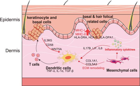 https://cdn.ncbi.nlm.nih.gov/pmc/blobs/d06f/8102483/516be7bea353/41419_2021_3724_Fig5_HTML.jpg