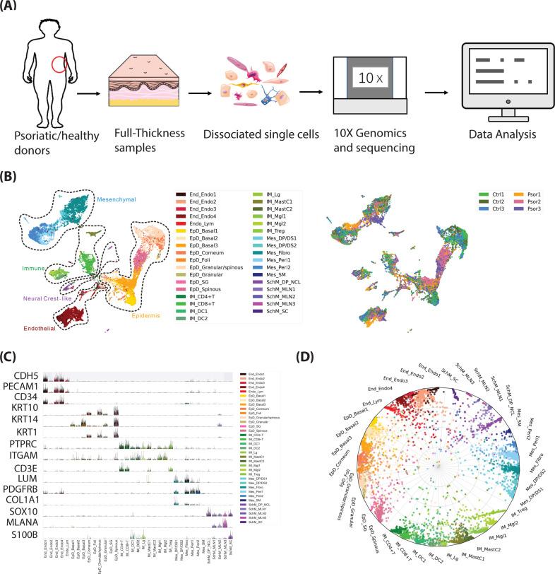 https://cdn.ncbi.nlm.nih.gov/pmc/blobs/d06f/8102483/56d27a68d73b/41419_2021_3724_Fig1_HTML.jpg