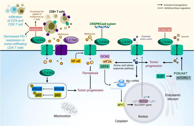 https://cdn.ncbi.nlm.nih.gov/pmc/blobs/d073/11112377/cee7420161e4/gr8.jpg