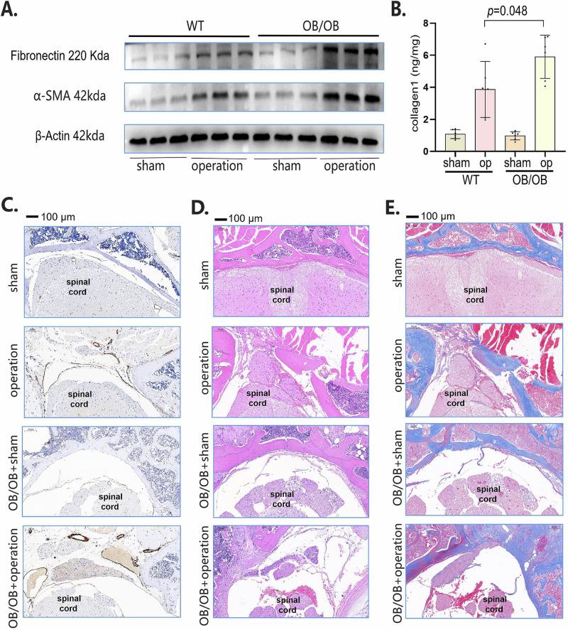 https://cdn.ncbi.nlm.nih.gov/pmc/blobs/d074/11685489/2c8f74603a1a/41536_2024_388_Fig2_HTML.jpg
