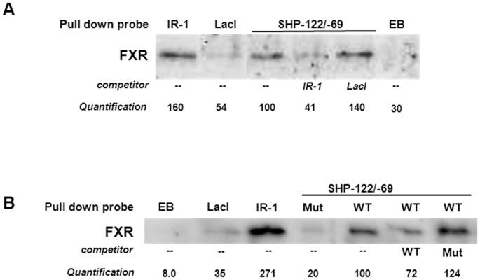 https://cdn.ncbi.nlm.nih.gov/pmc/blobs/d076/3912179/3e0599f3d772/pone.0088011.g007.jpg