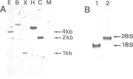 https://cdn.ncbi.nlm.nih.gov/pmc/blobs/d079/413682/2d0121f004c6/emboj00082-0287-a.jpg