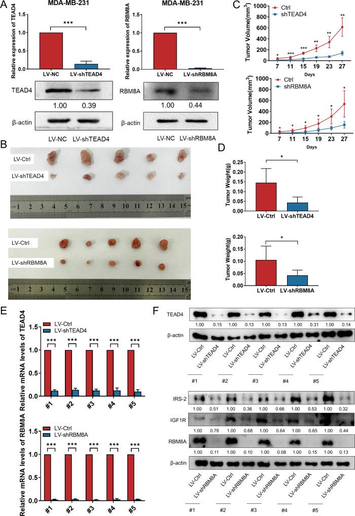 https://cdn.ncbi.nlm.nih.gov/pmc/blobs/d07c/11373126/0b70c7238086/12967_2024_5639_Fig5_HTML.jpg