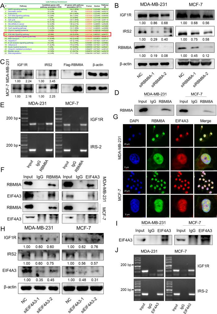https://cdn.ncbi.nlm.nih.gov/pmc/blobs/d07c/11373126/c6d29b79009a/12967_2024_5639_Fig7_HTML.jpg