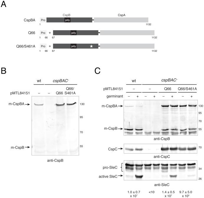 https://cdn.ncbi.nlm.nih.gov/pmc/blobs/d081/3567191/24335a0271c6/ppat.1003165.g008.jpg