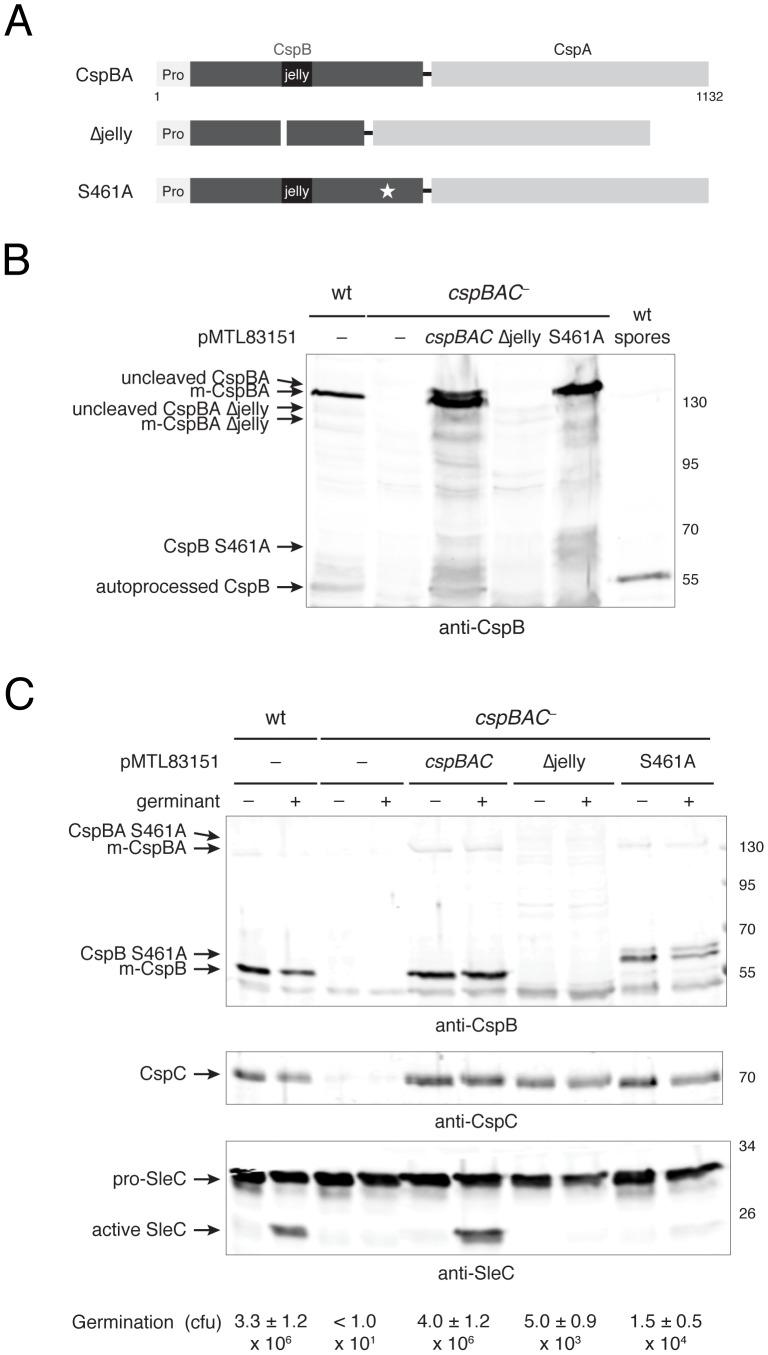 https://cdn.ncbi.nlm.nih.gov/pmc/blobs/d081/3567191/57117a07f992/ppat.1003165.g007.jpg