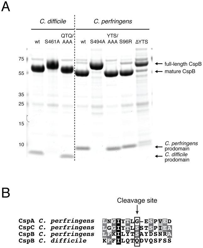 https://cdn.ncbi.nlm.nih.gov/pmc/blobs/d081/3567191/66722761276e/ppat.1003165.g002.jpg