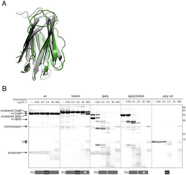 https://cdn.ncbi.nlm.nih.gov/pmc/blobs/d081/3567191/b955559e4e5c/ppat.1003165.g004.jpg