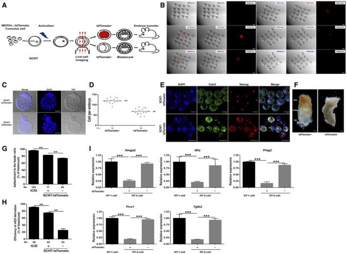 https://cdn.ncbi.nlm.nih.gov/pmc/blobs/d081/6280793/6cc98bddae13/EMBR-19-e46240-g003.jpg