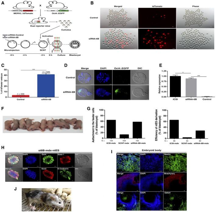 https://cdn.ncbi.nlm.nih.gov/pmc/blobs/d081/6280793/7167f9bc8545/EMBR-19-e46240-g007.jpg