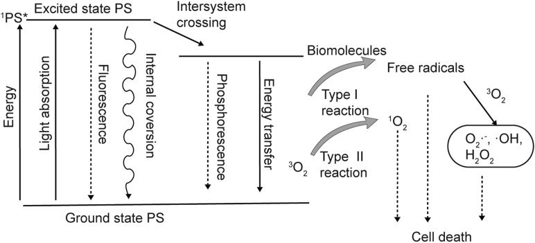 https://cdn.ncbi.nlm.nih.gov/pmc/blobs/d082/8799879/2ab9f87b9d89/gr9.jpg