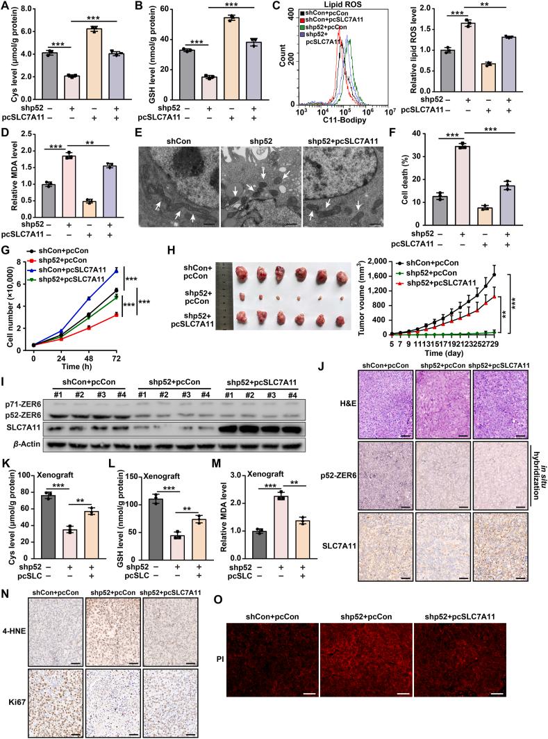 https://cdn.ncbi.nlm.nih.gov/pmc/blobs/d083/12138194/a07c34e19610/gr3.jpg
