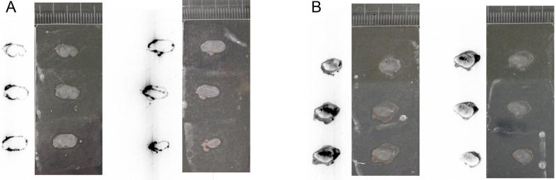 https://cdn.ncbi.nlm.nih.gov/pmc/blobs/d085/8317303/4da7af69bf64/12951_2021_963_Fig4_HTML.jpg