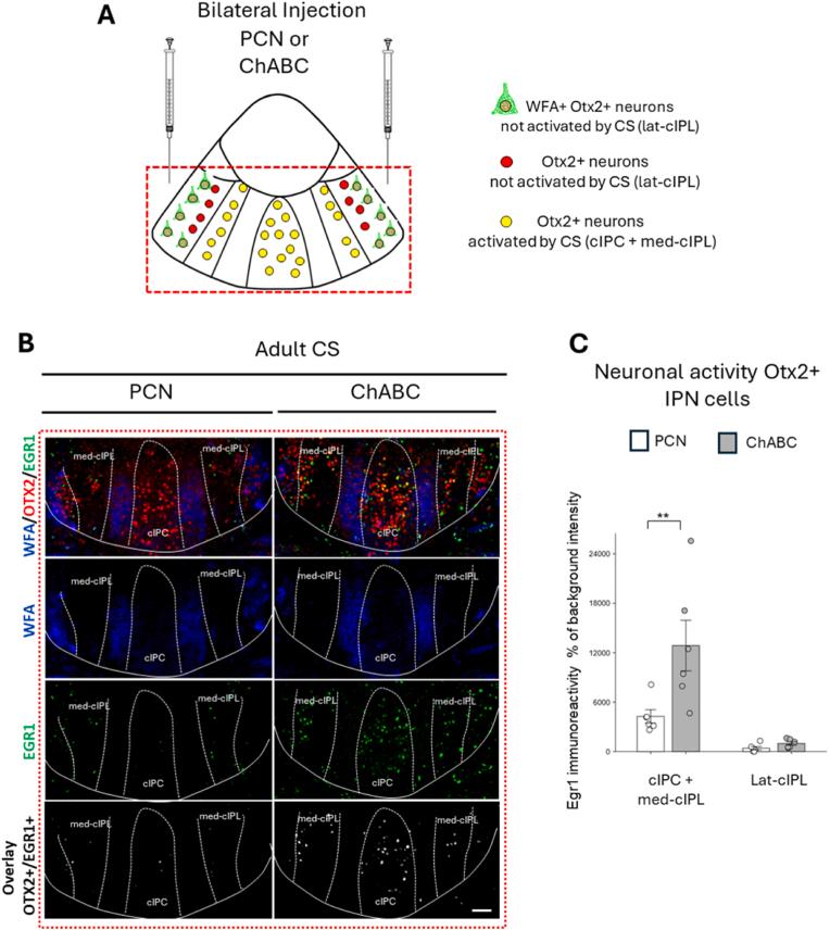 https://cdn.ncbi.nlm.nih.gov/pmc/blobs/d088/12395977/983ff8df3285/gr5.jpg