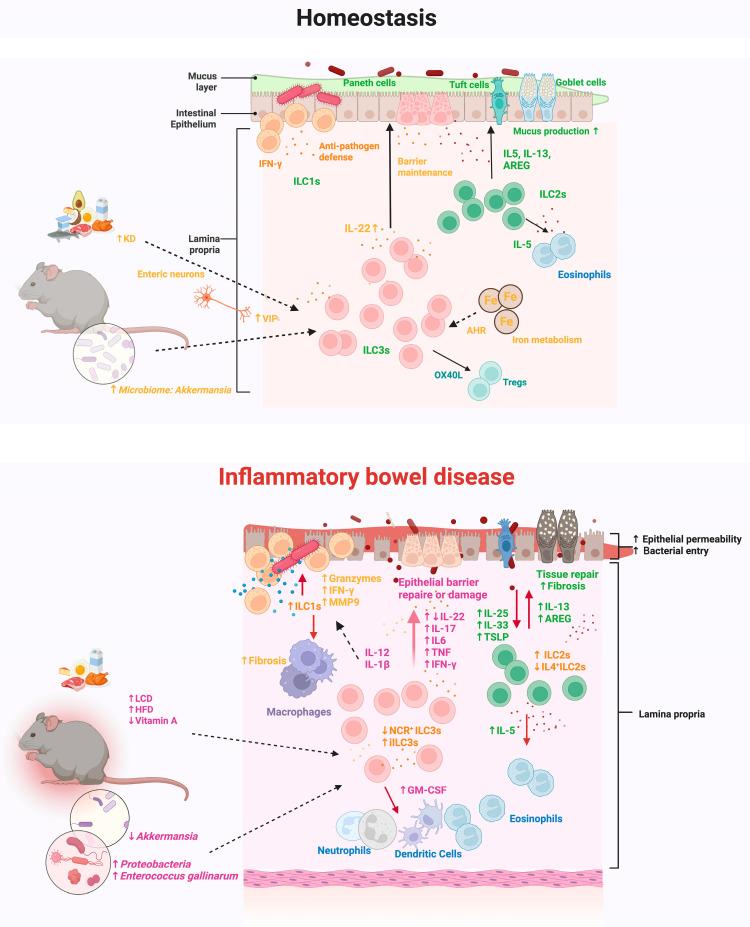 https://cdn.ncbi.nlm.nih.gov/pmc/blobs/d08d/12155180/afad542474e4/cells-14-00825-g002.jpg