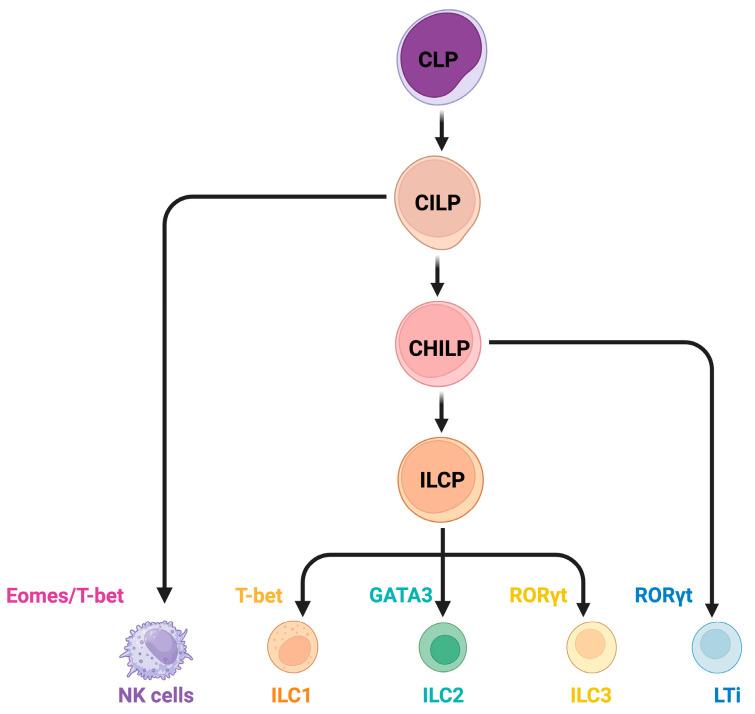 https://cdn.ncbi.nlm.nih.gov/pmc/blobs/d08d/12155180/c13b2eb1fa8b/cells-14-00825-g001.jpg