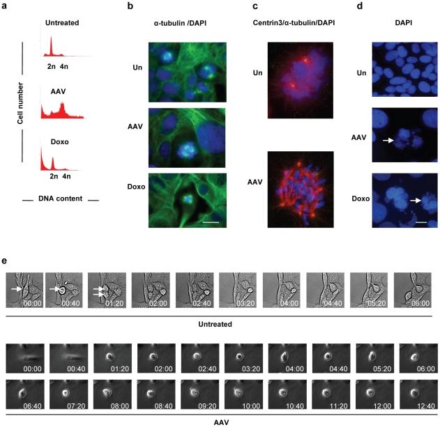 https://cdn.ncbi.nlm.nih.gov/pmc/blobs/d091/3154265/85b2527f9550/pone.0022946.g001.jpg