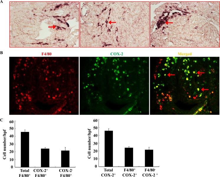 https://cdn.ncbi.nlm.nih.gov/pmc/blobs/d091/4741781/8a28353e76b2/oncotarget-06-33500-g001.jpg