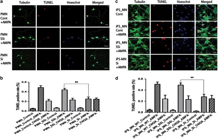 https://cdn.ncbi.nlm.nih.gov/pmc/blobs/d093/3944269/3592765f8fe8/cddis201455f6.jpg