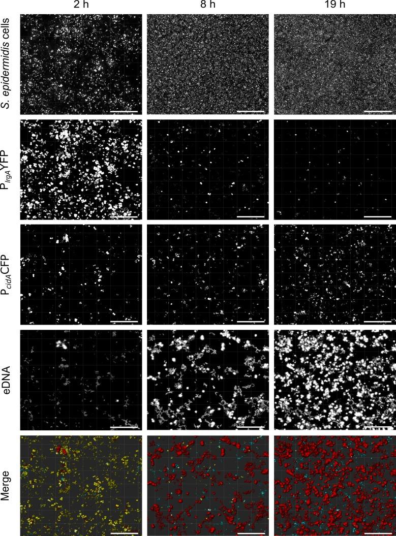 https://cdn.ncbi.nlm.nih.gov/pmc/blobs/d096/6435200/106b81359452/ppat.1007618.g005.jpg