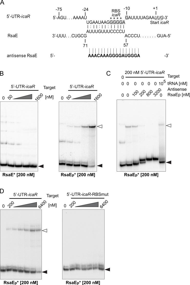 https://cdn.ncbi.nlm.nih.gov/pmc/blobs/d096/6435200/2cd371d7f5d1/ppat.1007618.g008.jpg