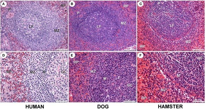 https://cdn.ncbi.nlm.nih.gov/pmc/blobs/d098/6243053/7f56aa8aa94f/fcimb-08-00394-g0001.jpg