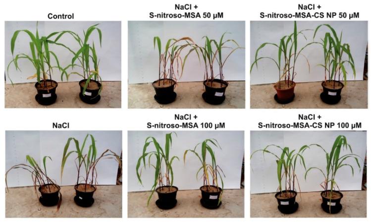 https://cdn.ncbi.nlm.nih.gov/pmc/blobs/d09b/7598667/cda248c0e14b/nanomaterials-10-01903-g003.jpg