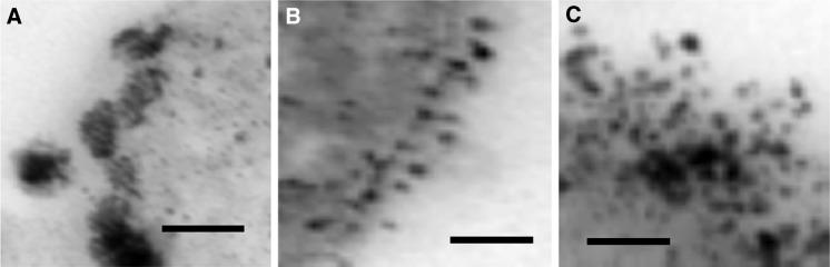 https://cdn.ncbi.nlm.nih.gov/pmc/blobs/d09c/5055570/dbd2918c7b97/10529_2016_2183_Fig2_HTML.jpg