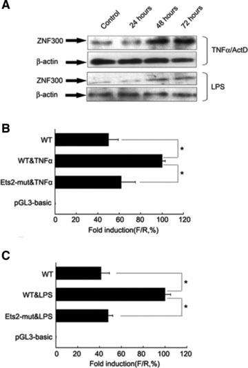 https://cdn.ncbi.nlm.nih.gov/pmc/blobs/d09f/4365892/84fae79a1adc/jcmm0016-1134-f1.jpg