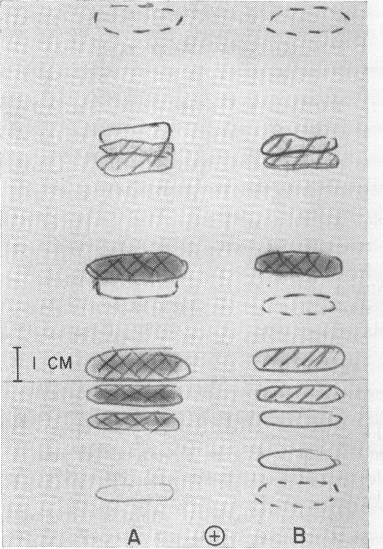 https://cdn.ncbi.nlm.nih.gov/pmc/blobs/d0a1/314730/24b721e3dae0/jbacter00596-0112-a.jpg