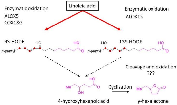 https://cdn.ncbi.nlm.nih.gov/pmc/blobs/d0a1/9028887/4a74ee7a1660/metabolites-12-00332-g006.jpg