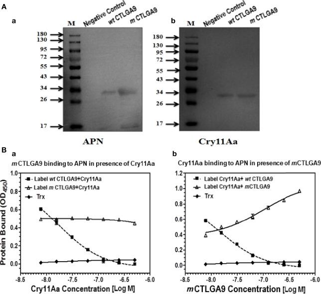 https://cdn.ncbi.nlm.nih.gov/pmc/blobs/d0a3/9294448/94294324adc9/fimmu-13-906259-g004.jpg
