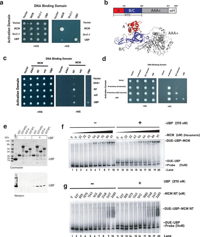 https://cdn.ncbi.nlm.nih.gov/pmc/blobs/d0a9/12141716/8690565c55f9/41467_2025_60618_Fig4_HTML.jpg