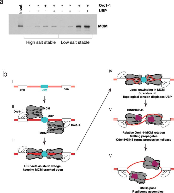 https://cdn.ncbi.nlm.nih.gov/pmc/blobs/d0a9/12141716/d28a3b64e3c4/41467_2025_60618_Fig7_HTML.jpg
