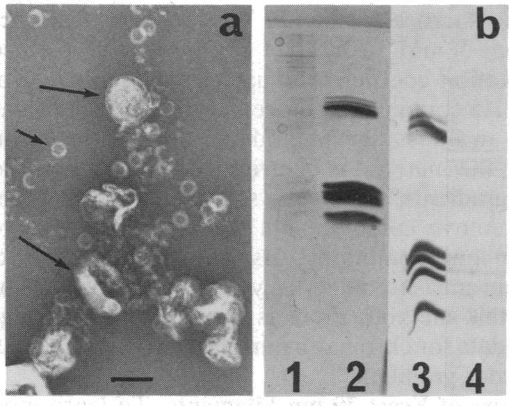 https://cdn.ncbi.nlm.nih.gov/pmc/blobs/d0ad/298261/f001c8ea6050/pnas00288-0102-a.jpg