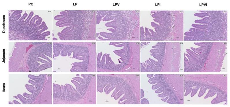 https://cdn.ncbi.nlm.nih.gov/pmc/blobs/d0b4/8955368/f7688084a765/ijms-23-03300-g004.jpg