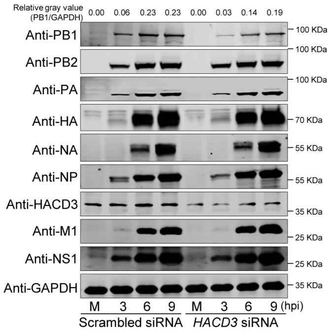 https://cdn.ncbi.nlm.nih.gov/pmc/blobs/d0b8/11126133/b6793f343511/viruses-16-00702-g003.jpg