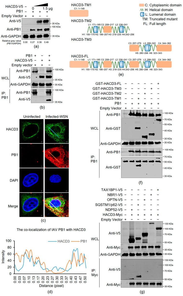 https://cdn.ncbi.nlm.nih.gov/pmc/blobs/d0b8/11126133/eea61f3ba738/viruses-16-00702-g005.jpg