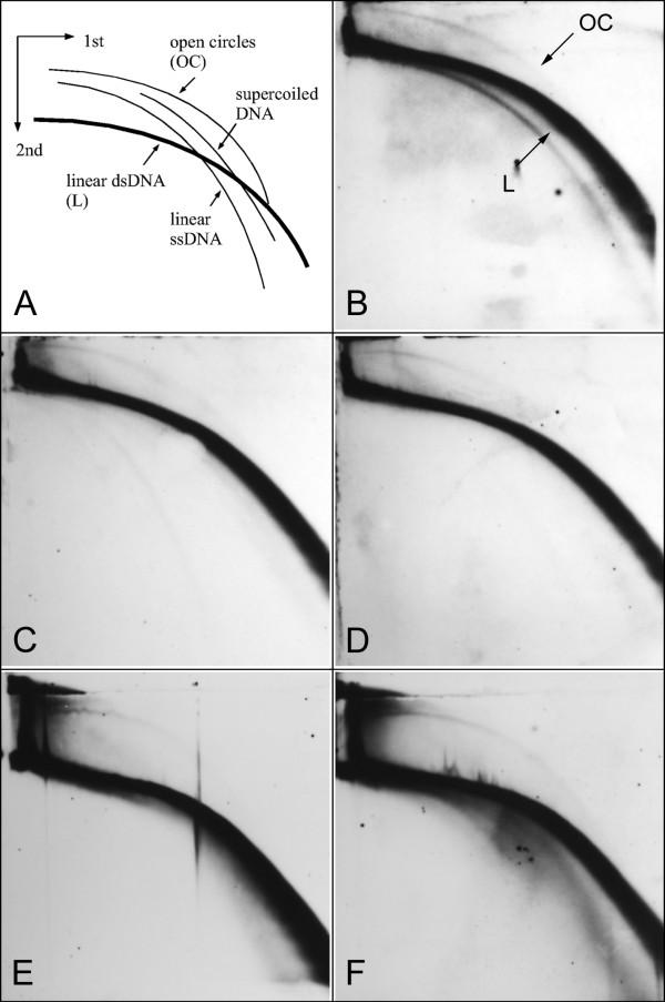 https://cdn.ncbi.nlm.nih.gov/pmc/blobs/d0b8/2543021/860bec8a90e8/1471-2229-8-90-1.jpg