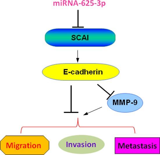 https://cdn.ncbi.nlm.nih.gov/pmc/blobs/d0bd/4695027/3d66bea2c180/oncotarget-06-27805-g006.jpg