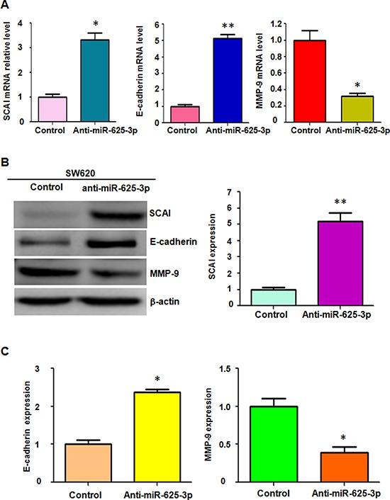https://cdn.ncbi.nlm.nih.gov/pmc/blobs/d0bd/4695027/732b23abf625/oncotarget-06-27805-g005.jpg