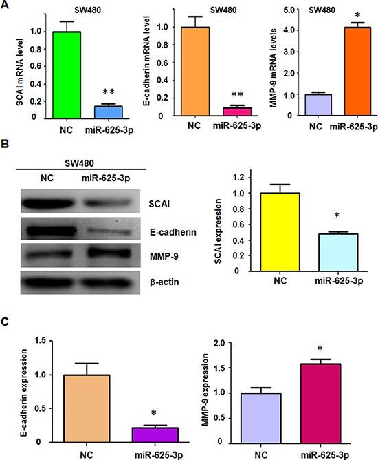 https://cdn.ncbi.nlm.nih.gov/pmc/blobs/d0bd/4695027/85c318fdc3f5/oncotarget-06-27805-g004.jpg