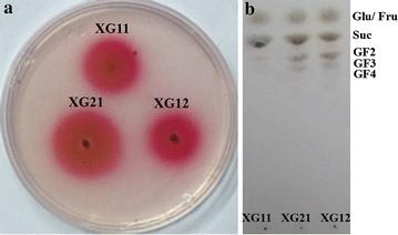 https://cdn.ncbi.nlm.nih.gov/pmc/blobs/d0bd/5479774/1dea14b63db5/13568_2017_428_Fig1_HTML.jpg