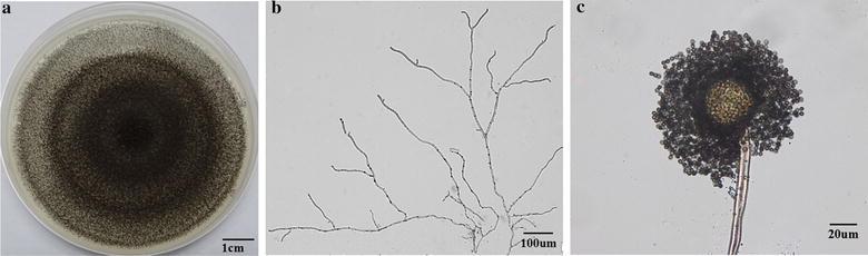 https://cdn.ncbi.nlm.nih.gov/pmc/blobs/d0bd/5479774/bc5a1e48b6f2/13568_2017_428_Fig3_HTML.jpg